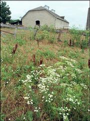 Stephen Jones' limestone barn, measuring 60 feet by 110 feet, was
practical and built to last. The large barn was used to house
livestock and store hay, grain and farm equipment. The barn is at
the Z-Bar Ranch at the Tallgrass Prairie National Preserve near
Cottonwood Falls.