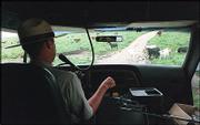 National Park Service Ranger Doug Lehman waits for grazing cattle
to clear the road while driving a tour bus through the Tallgrass
Prairie National Preserve near Strong City in the Flint Hills.