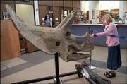 Cleo LeMaster, 8, gets a close-up inspection of a fossilized
Triceratops skull on display at the Lawrence Public Library, 707
Vt. The skull was found in Montana and belong to Alan Detrich, a
fossil hunter from Great Bend who now lives in Lawrence. The skull
and a resin cast of the femur of a Tyrannosaurus will be on display
at the library through August.