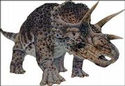 Triceratops, meaning "three-horned face," lived in the late
Cretaceous Period, about 65 million years ago. It could grow to 28
feet long and 8 feet tall and weigh as much as 7 tons.