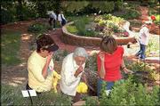 From left, Judy Koehler, Lorena Meyers and Leann Johnson take in
the aroma of chocolate mint at the Audio-Reader sensory garden,
1120 W. 11th St., at Kansas University. The garden, which contains
plants that smell good, feel good and emit sounds when the breezes
blow through, is maintained by two Lawrence garden clubs.