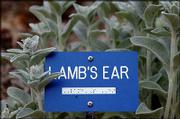 A plant marker in braille denotes "Lamb's Ear" at the Audio-Reader
sensory garden at Kansas University.