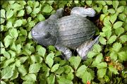 A ceramic frog nestles into one of many patches of groundcover in the back yard landscape of Master Gardener Jack Landgrebe.