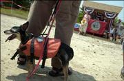 The dedication ceremonies held at the Lecompton access boat ramp were not enough to hold Zoe's attention Saturday afternoon. Her owner Mike Calwell said that while she loves being out on the water, yesterday's high temperatures were dampening her enthusiasm.