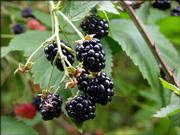 Wild blackberries are a delicious but delicate crop, a favorite food of man and animals. Pick the berries as they ripen on the canes, are soft to the touch and almost ready to fall into your hand. Berries with any red still in them are acidic and will taste tart. Leave them for another day.