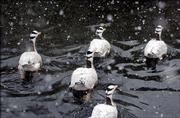 Asia's bird flu, which health experts fear could unleash a deadly flu among people, seems on the verge of spreading to India, Australia, New Zealand and eventually Europe by migrating birds similar to these bar-headed geese, scientists warned Wednesday.