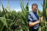 Farmer Kevin Herman looks at his corn crop Tuesday near Dunlap, Ill. A drought that is stunting corn, rice and soybean crops across the nation's Farm Belt is also leading many communities in more urban parts of the Midwest to ban lawn-watering and urge homeowners to conserve.