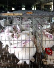 Farmers raising rabbits destined for the kitchen are experiencing a large increase in demand for the tender meat. Many of the rabbits, like these at Champlain Valley Rabbitry in West Haven, Vt., seen July 25, are sold to bistros and restaurants specializing in game-type meats.