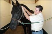 Cathy Moreland, who makes her living massaging horses, rubs lavender oil into the neck of an 11-year-old horse named Mr. Jet.