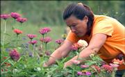Master gardener Margarete Johnson, Lawrence, trims flower bushes Thursday morning in preparation for Saturday's Monarch Watch fall open house, behind Foley Hall on Kansas University's west campus.