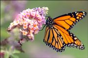 A Monarch butterfly comes to a resting point on a buddleia plant Thursday afternoon at Monarch Watch's Way Station No. 1.