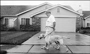 Kelli Church and Tucker, a Labrador, take a walk on a hot August weekday. Ten percent of Church's pet-sitting profits go to the Lawrence Humane Society.