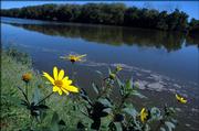Wildflowers line the banks of the Kansas River on Thursday as some visible scum floats by near Burcham Park.