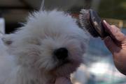 Brenda Stewart, of Seymour, Mo., primps Sherlock, her West Highland white terrier, before the start of the Lawrence Jayhawk Kennel Club's 50th anniversary dog show. Saturday's competition was at the Douglas County 4-H Fairgrounds. The show continues today.