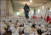 A man sprays disinfectant at a chicken farm Saturday in Kirkuk, Iraq. Americans have become increasingly aware of the avian flu after cases were reported in eastern Europe, prompting many to find out how they should prepare for a possible outbreak.