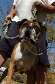 A county ordinance has led to the euthanization of 23 dangerous and vicious dogs. The owner of the boxer shown above says his dog is protective, not vicious.