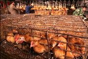 Chickens wait in cages before being slaughtered in preparation for sale Thursday at a poultry market in Wuhan, in China's Hubei province. China reported a new outbreak of bird flu in Xiaogan city in Hubei on Thursday.
