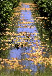 Citrus fruit floats in a flooded grove near Immokalee, Fla., after it was knocked from the trees by Hurricane Wilma in October. Wilma's late-season sprint across Florida will trim citrus production about 15 percent, federal officials said Friday.