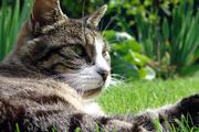 Gardeners who struggle to keep their flowerbeds from being victimized by their pets sometimes may question the truth of the phrase "man's best friend." But a little ingenuity and a few simple techniques can help our pets and gardens co-exist peacefully.