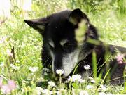 Keep dogs from digging in the garden by making them a designated sandbox for play. Bury little toys for them to dig up.