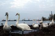 Swans are seen Saturday at the port town of Stavros, Greece. Greek authorities appealed for calm after a British laboratory confirmed samples from three wild swans in Greece had tested positive for the deadly H5N1 strain of bird flu.