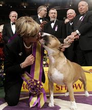 A colored bull terrier called Rufus kisses handler Kathy Kirk after winning Best in Show at the 130th annual Westminster Kennel Club dog show Tuesday in New York.