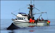 In this May 25, 2005, photo provided by the Southeast Alaska Sperm Whale Avoidance Project, a sperm whale swims near a fishing boat in Alaska. Sperm whales are likely using the sounds of fishing boat engines as underwater "dinner bells" to hone in on valuable sablefish hooked by longlines in the Gulf of Alaska, scientists said.