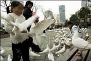 Visitors feed doves at a park Thursday March 9, 2006, in Shanghai, China. A 9-year-old girl has become China's tenth human fatality from the virulent H5N1 strain of bird flu, the government said Wednesday. The girl died Monday in the southeast coastal province of Zhejiang, the Health Ministry said.
