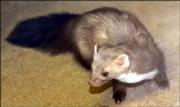 A stone marten is seen in the Zoological Garden in Dresden, Germany, Thursday, March 9, 2006. The H5N1 bird flu virus has been found in a stone marten, a German laboratory said Thursday, indicating the disease has spread to another species of mammal. The weasel-like animal was found on the island of Ruegen in north Germany on March 2.