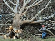Jackson Rogers, 3, plays in South Park next to a fallen tree that was knocked down in Sunday's storm. Jackson visited the park Tuesday with his mother, Clare Rogers, of Lawrence.
