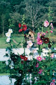 Plants grown from heirloom seeds preserve the history of a purebred flower or vegetable first sown at least 50 years ago. Heirloom varieties that will do well in the Midwest include these outhouse hollyhocks.