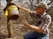 Glenn Salsbury, of the Department of Agriculture, shows how the bees enter the bottom of the trap where he has hopes of catching "killer bees" Thursday, March 30, 2006, at Kingman State Fishing Lake/Wildlife Area near Kingman, Kan. Kansas officials are bracing for the first swarms of so-called "killer bees" to cross into the state as early as this year, the Kansas Department of Agriculture said Thursday.