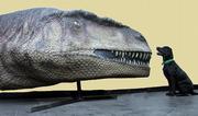 In an undated photo provided by Professor Rodolfo Coria, a dog sits by a replica of the head of a Mapusaurus roseae at the Carmen Funes Museum in Plaza Huincul, Argentina. The dinosaur was discovered in the Patagonia region of Argentina and appears to be one of the biggest meat-eating dinosaurs known.