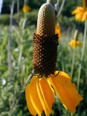 The Prairie Coneflower is found on dry prairies, open waste ground and roadsides. It is a perennial that grows 1 to 3 feet tall.