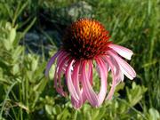 Echinacea, commonly known as purple coneflower, is among the native beauties that bloom in the Kansas prairie. Michael Haddock, agricultural librarian and chairman of the sciences department at Kansas State University, has a special place in his heart for native species and will discuss them Friday at the Lawrence Public Library, 707 Vt.