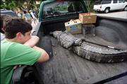 Zack Auspitz, 12, left, looks at a captured alligator that had been living in a lake behind his home Monday, May 15, 2006, in North Miami Beach, Fla. Auspitz said the recent fatal alligator attacks have made them think twice about going into the water. He and his family frequently swam in the Miami-Dade County lake where the alligator was captured.