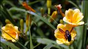 A bee lands on a flower in a garden at Watson Park, which is pesticide-free. Keeping it pesticide-free takes several volunteers and a lot of time.
