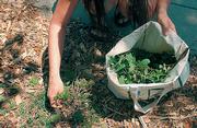 Marie Stockett weeds one of the gardens in Watson Park. "The goal is to try to get it by the root," Stockett said.