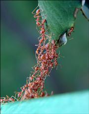 Ants form a chain with their bodies to bridge the gap between two leaves. "Swarm-raiding" African driver ants are the only insects known to kill and consume a human being.