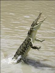 A saltwater crocodile leaps high out of the water on the Adelaide River in Australia's Northern Territory. There have been three reported human deaths by alligators in Florida recently.