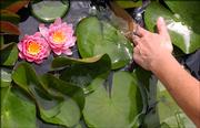 Constance Wolfe pushes aside lily pads to display some of the flowers in her and her husband's aquatic plant and fish pond.
