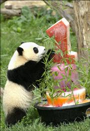 Tai Shan looks over a frozen treat that was made for him on his first birthday Sunday in the outdoor panda exhibit at the National Zoo in Washington, D.C. The frozen melange was filled with apples, yams, carrots and fruit juices.