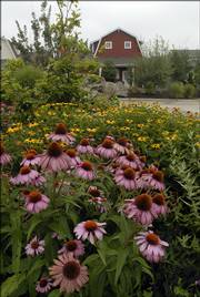 Hutton Farms is one of the recipients of a Commercial Landscape Award from Douglas County Master Gardeners. Purple coneflowers and black-eyed Susans dot the property in northwest Lawrence.
