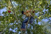 Jessica Cohenour, St. Louis, makes her way down from a tree in Burcham Park after decorating it with flowers in preparation for today's Bleeding Kansas Arts & Music Festival. Vendors, stage crews and others worked throughout the day on Friday preparing the park for the event.