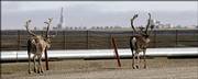 Two caribou walk down a road near pipelines last week on the Prudhoe Bay oil field on Alaska's North Slope. BP began shutting down the Prudhoe Bay oil field Sunday after the discovery of unexpectedly severe corrosion and a small spill from a Prudhoe Bay oil transit line.
