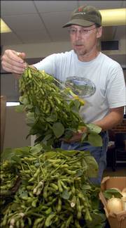Rolling Prairie Farmers Alliance grower Stu Shafer looks over some soybeans, a new but popular offering from the alliance.