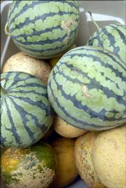 Melons are among one of the seasonal offerings through the Rolling Prairie Farmers Alliance. Subscribers sometimes can choose among which produce they'd like to receive each week, such as carrots instead of beets. Details about signing up and costs are available on the alliance Web site, www.rollingprairie.net.