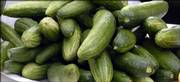 Cucumbers are among the late summer bounty from the vegetable garden. Chinese cabbage, arugula and winter squash are good choices for fall planting.