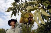 Charlie NovoGradac walks through his farm, Chestnut Charlie's, north of Lawrence, looking for ripe chestnuts ready for picking this time of year. Nuts can thrive outside of coastal locales like Florida and California. Chestnuts, pecans and walnuts will grow in Kansas.