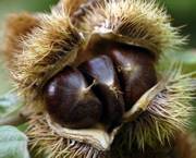 In addition to chestnuts, shown above, Chestnut Charlie's dabbles in pecans, black walnuts and the experimental, cold-hardy Carpathian (Persian) walnuts.